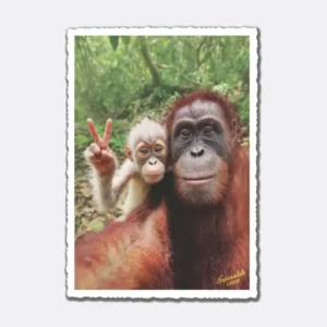 Postkarte mit zwei Affen im Wald und Schriftzug "Impossible Card"